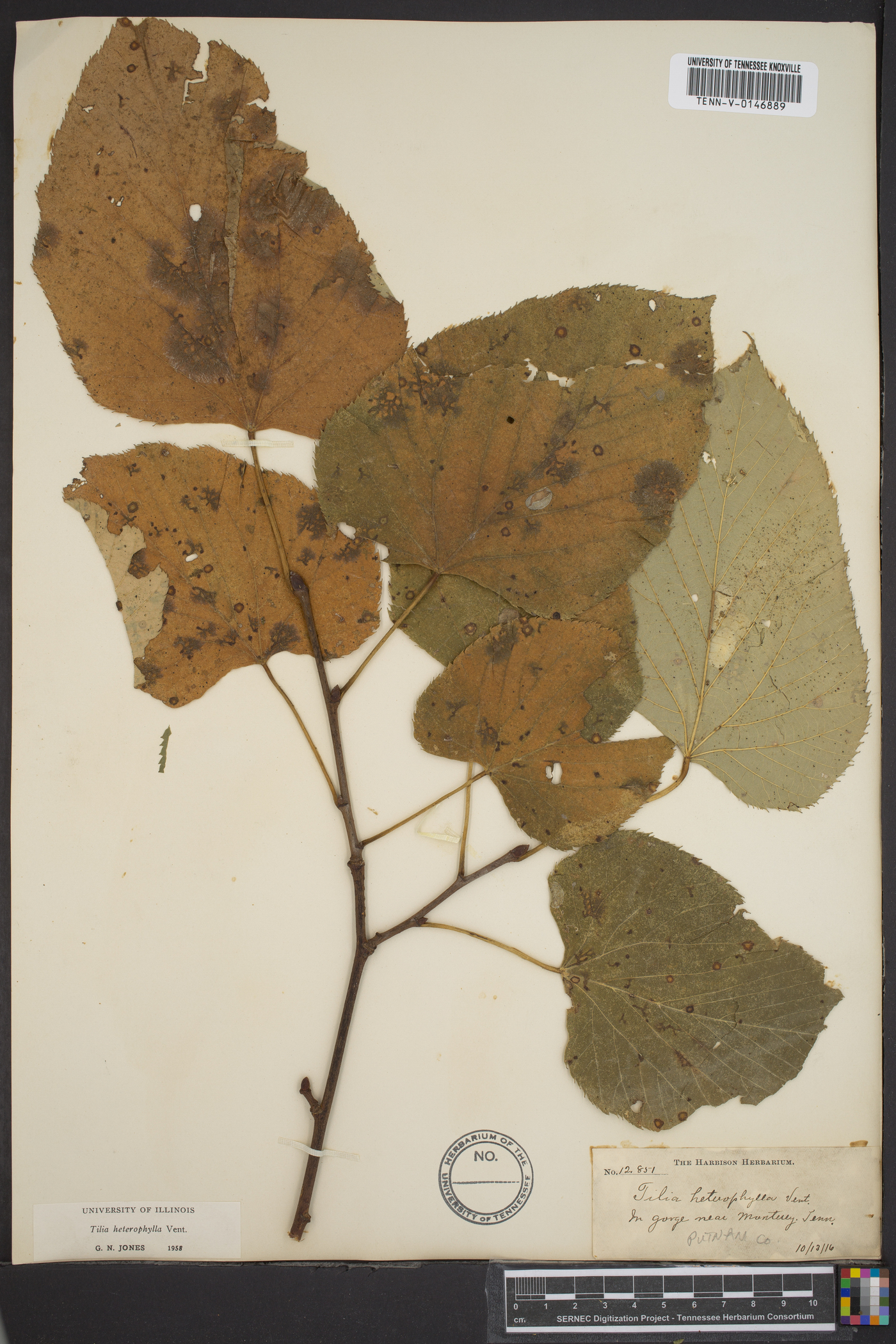 Tilia heterophylla image