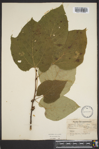 Tilia heterophylla image