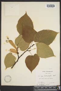 Tilia heterophylla image