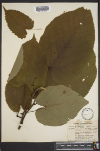 Tilia heterophylla image