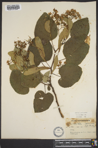 Tilia heterophylla image