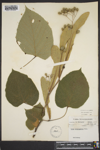 Tilia heterophylla image