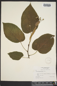 Tilia heterophylla image