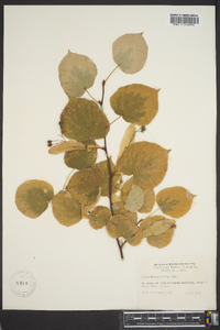 Tilia heterophylla image