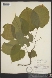 Tilia heterophylla image