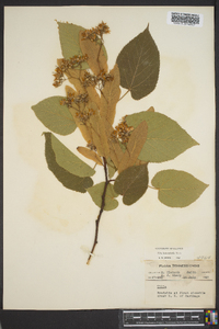 Tilia heterophylla image