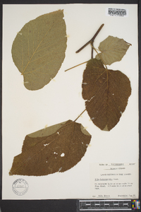 Tilia heterophylla image