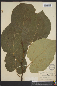 Tilia heterophylla image