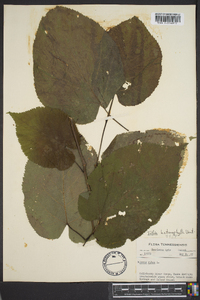 Tilia heterophylla image