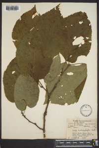 Tilia heterophylla image