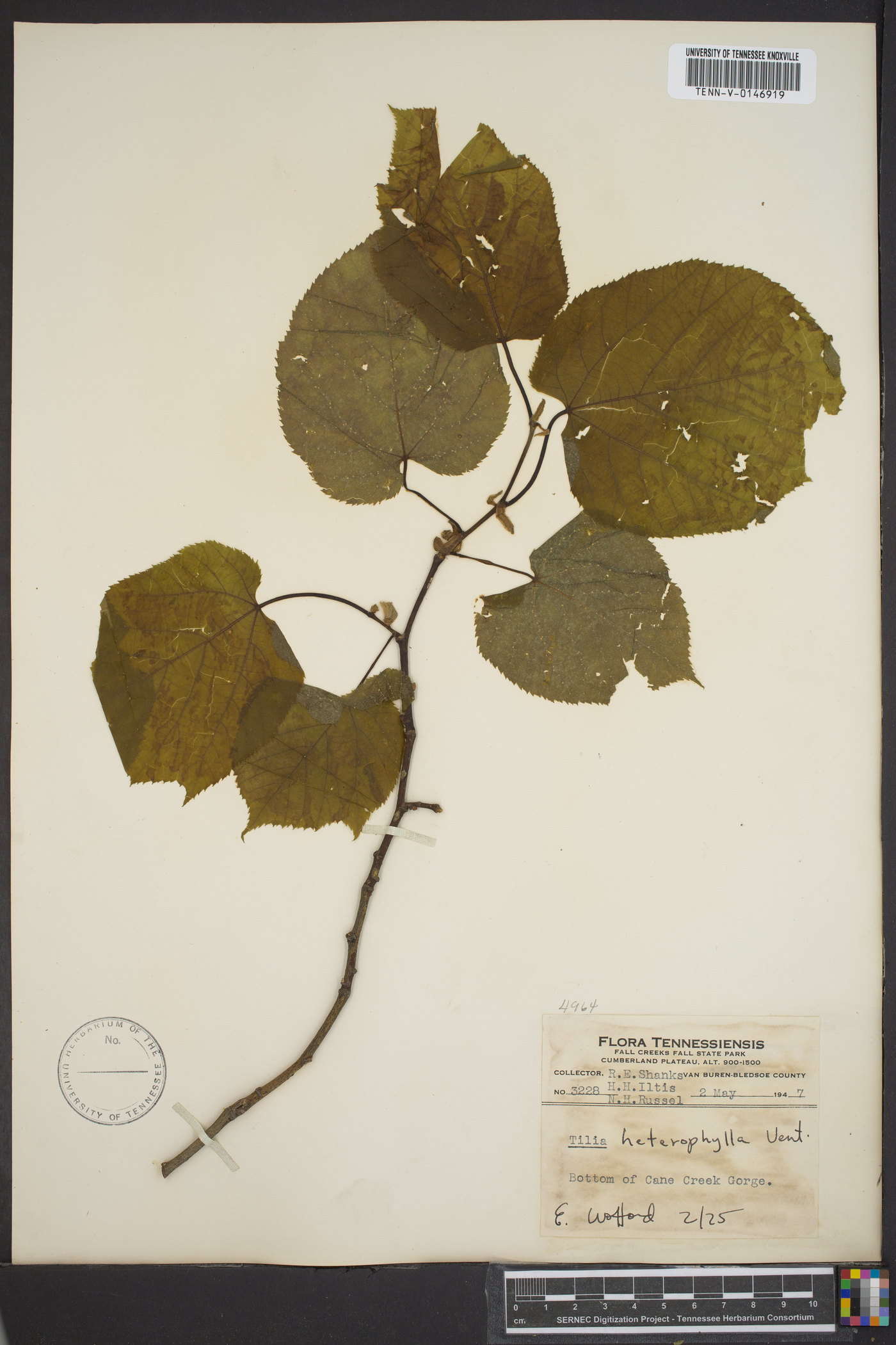 Tilia heterophylla image