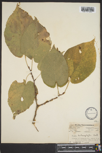 Tilia heterophylla image