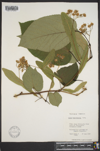 Tilia heterophylla image