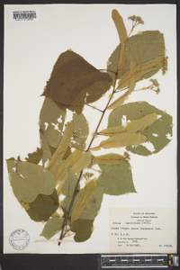 Tilia americana var. caroliniana image