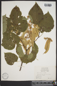 Tilia americana var. caroliniana image