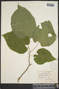 Tilia americana var. caroliniana image