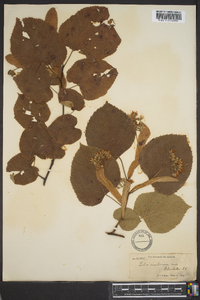 Tilia americana var. caroliniana image