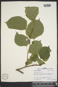 Tilia americana var. caroliniana image