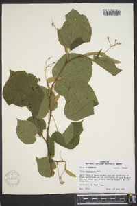 Tilia americana var. caroliniana image