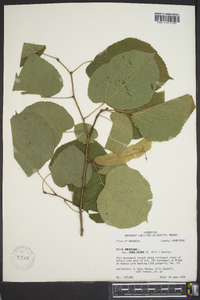 Tilia americana var. caroliniana image