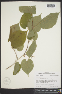 Tilia americana var. caroliniana image