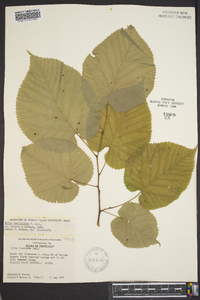 Tilia americana var. caroliniana image