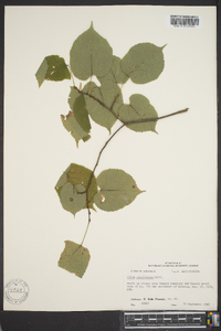 Tilia americana var. caroliniana image