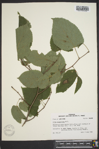 Tilia americana var. caroliniana image