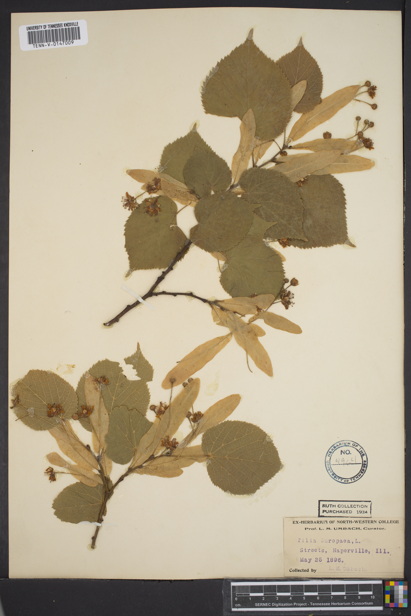 Tilia × europaea image