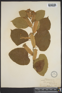 Tilia americana var. caroliniana image