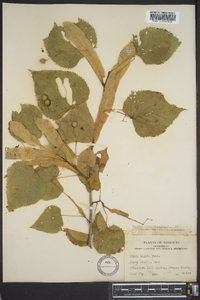 Tilia americana var. caroliniana image