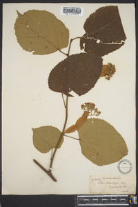 Tilia heterophylla image