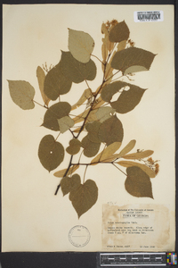 Tilia heterophylla image