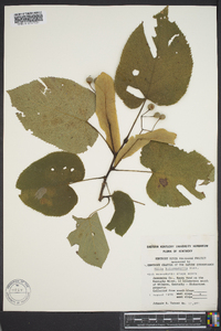 Tilia heterophylla image