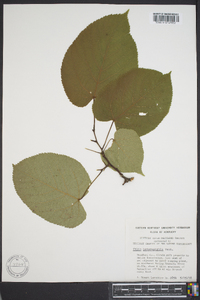 Tilia heterophylla image