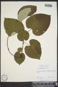 Tilia heterophylla image