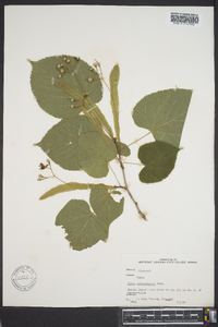 Tilia heterophylla image