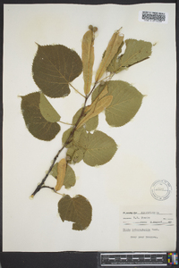 Tilia heterophylla image
