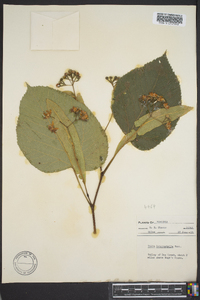 Tilia heterophylla image