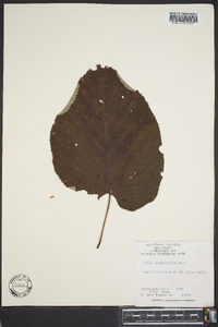 Tilia heterophylla image