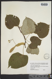 Tilia heterophylla image