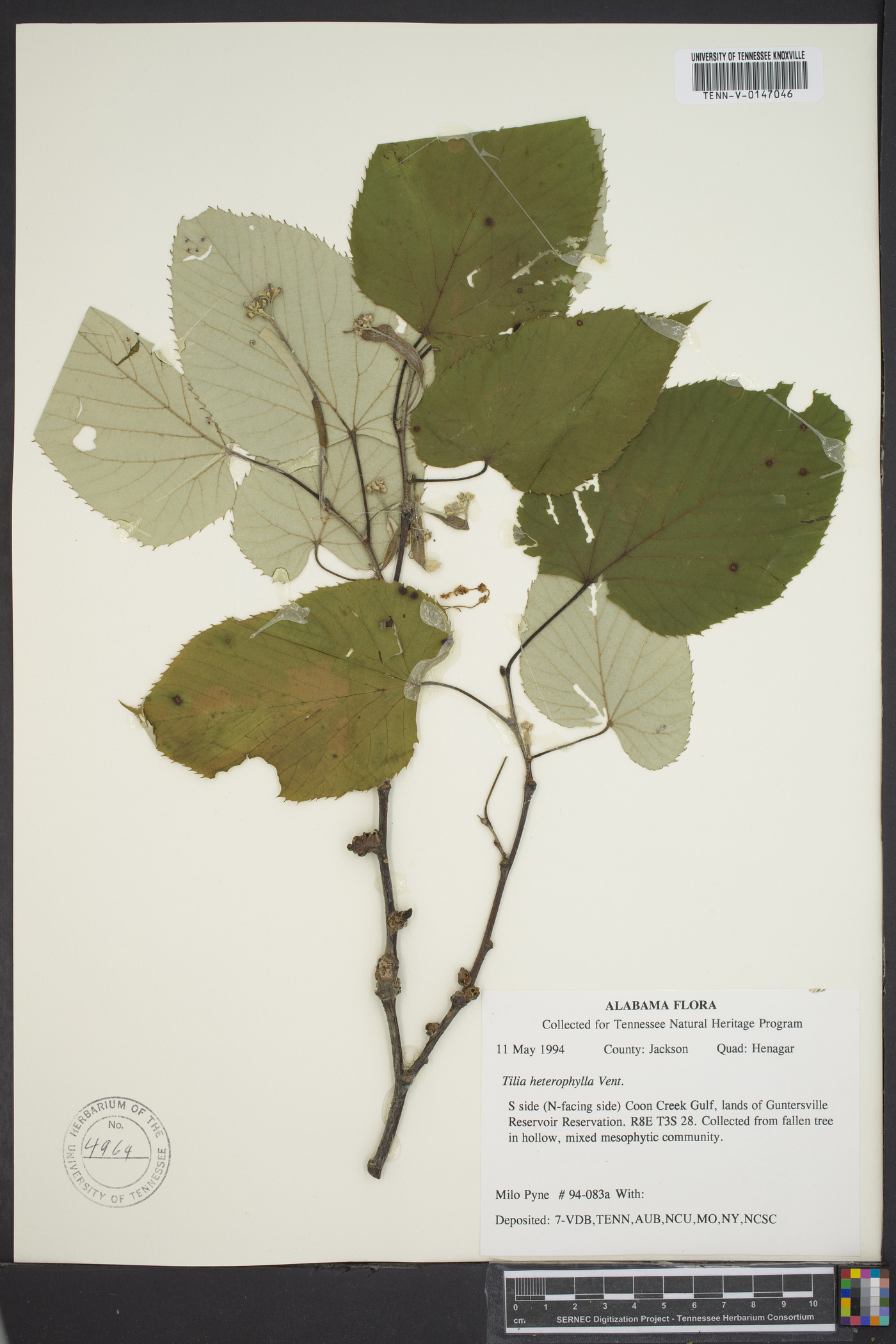 Tilia heterophylla image