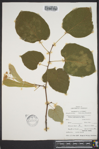 Tilia heterophylla image