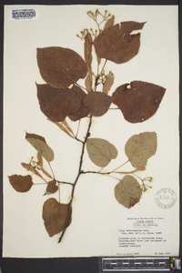 Tilia heterophylla image