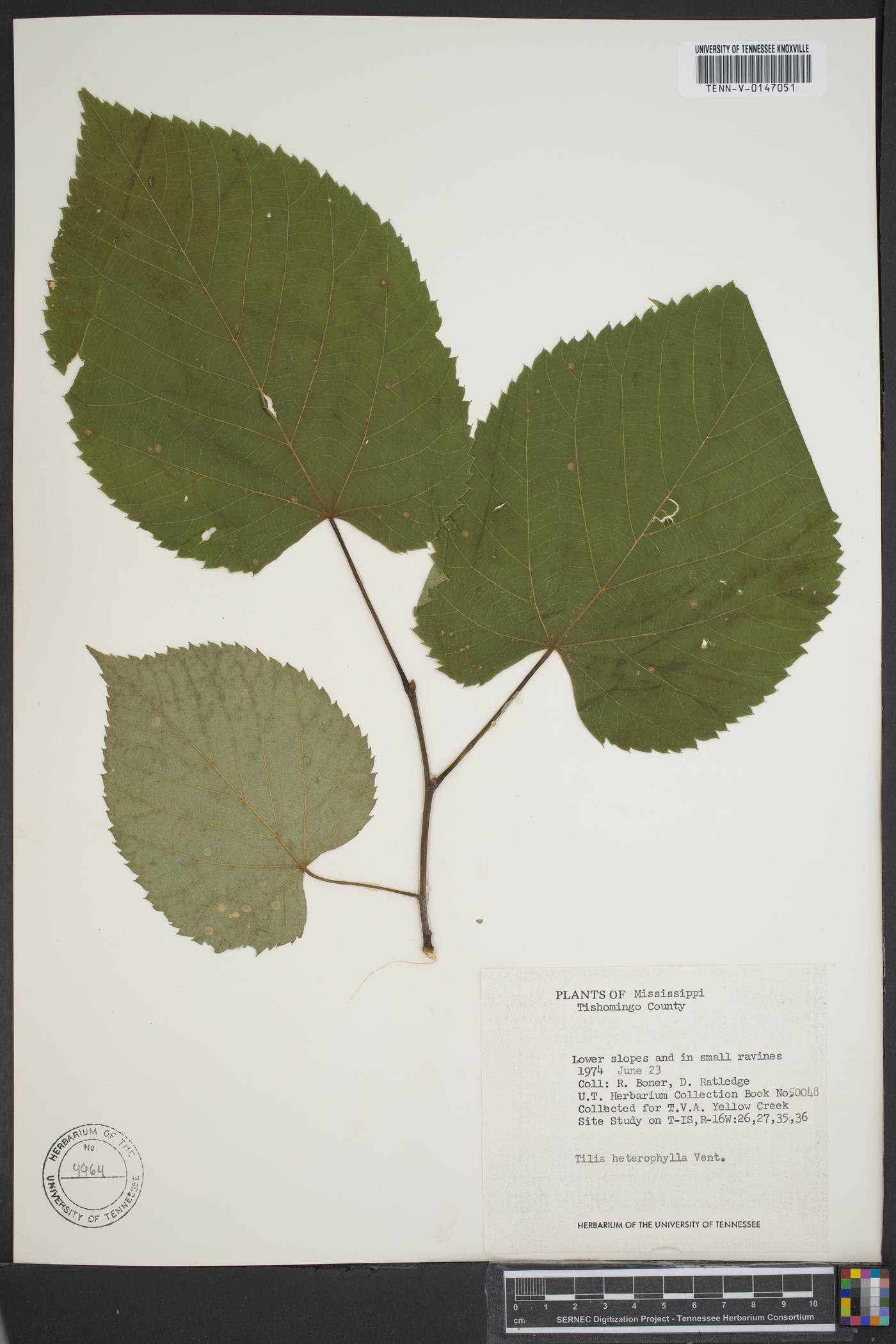 Tilia heterophylla image