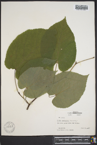 Tilia neglecta image