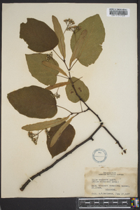 Tilia neglecta image