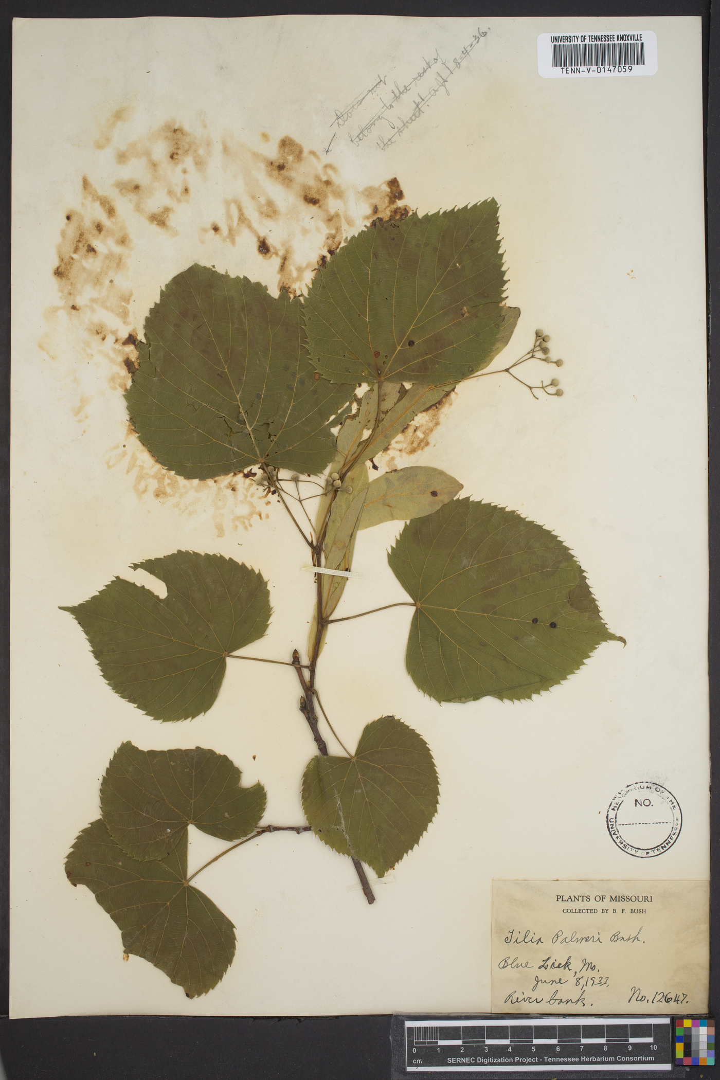 Tilia palmeri image