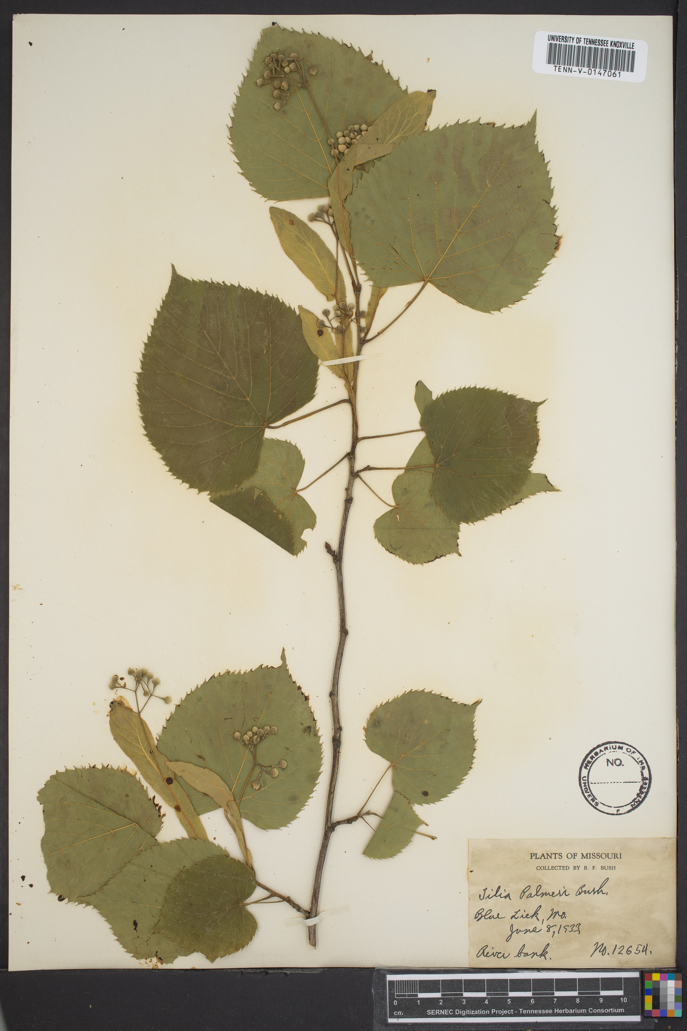 Tilia palmeri image