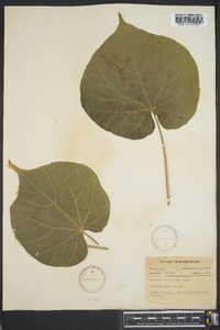 Abutilon theophrasti image